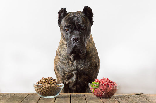 Nourishing Our Mighty Companions: The Importance of a Proper Diet for Large Breed Dogs