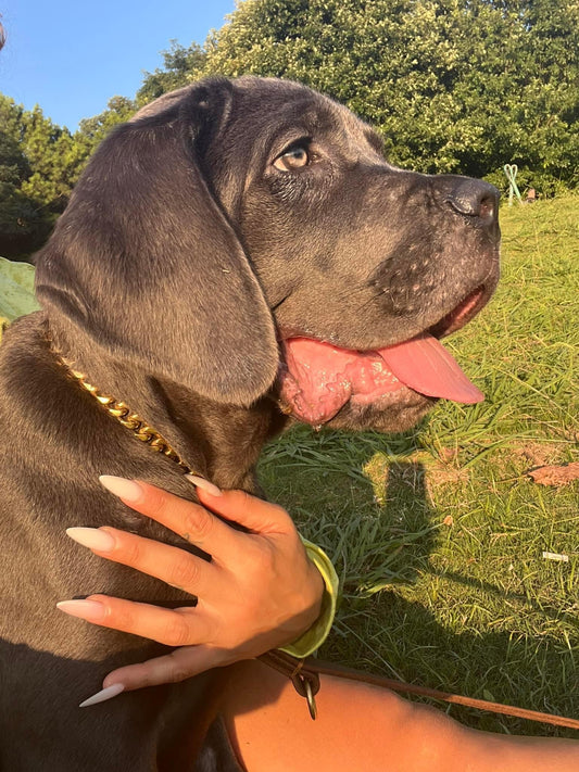 5 Misconceptions about the Cane Corso